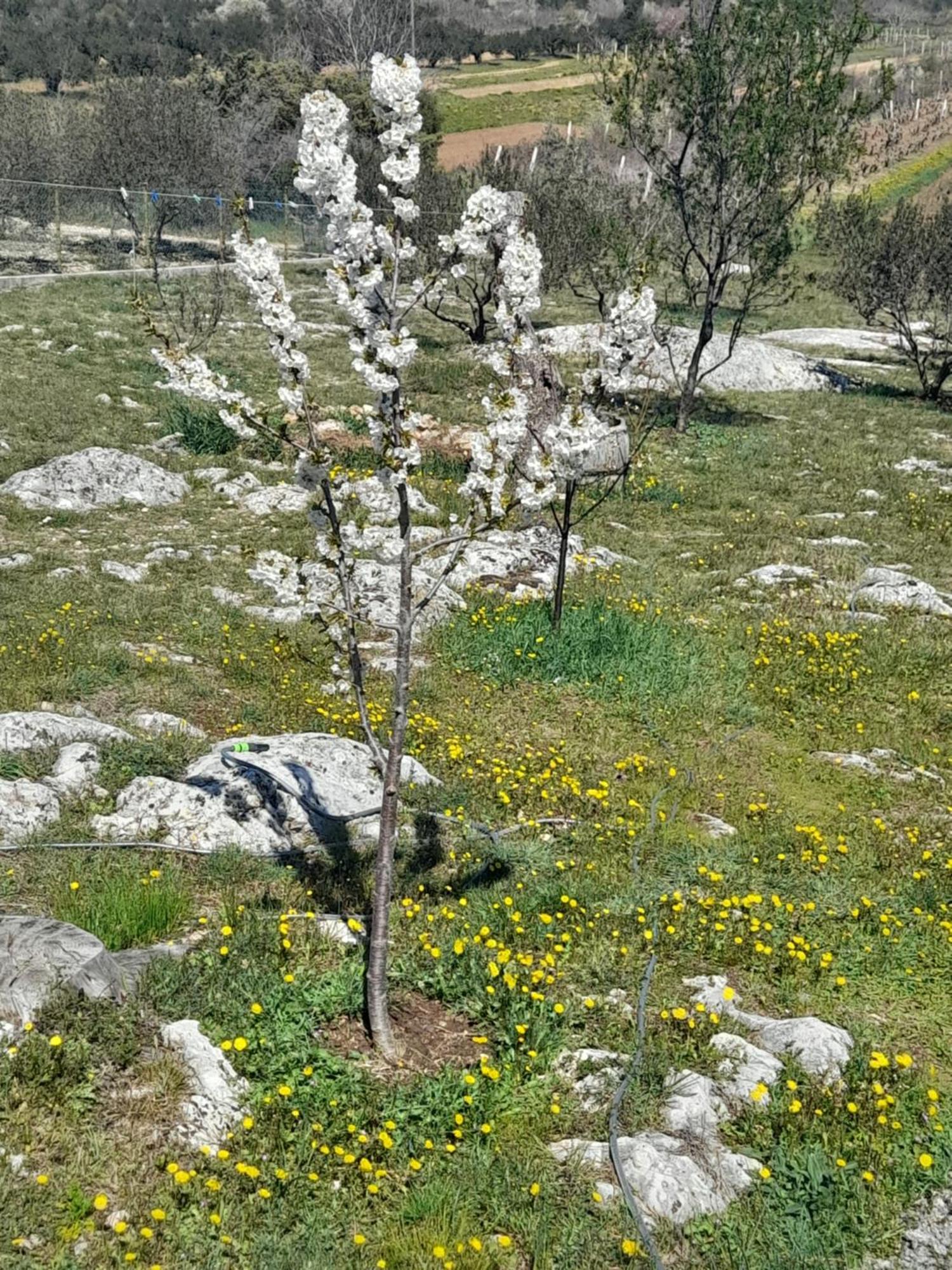 פירובאץ Loren מראה חיצוני תמונה